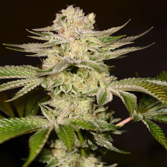 PetroChem is a hybrid of Gorilla Glue #4 and Moonbow #75 from Archive Seedbank. Each pack contains six female cannabis seeds, and depending on the phenotype, flowering dates might range from 65 to 75 days.