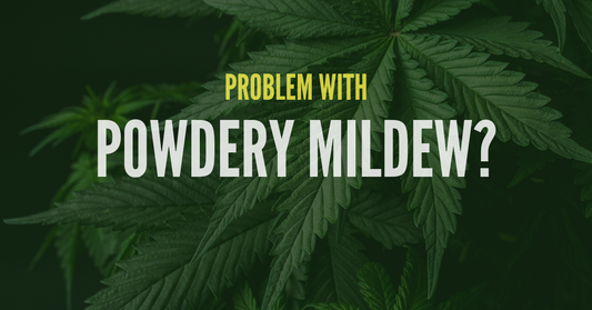Struggling with (PM) Powdery Mildew