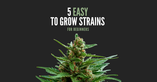 Five easy to grow strains for beginners
