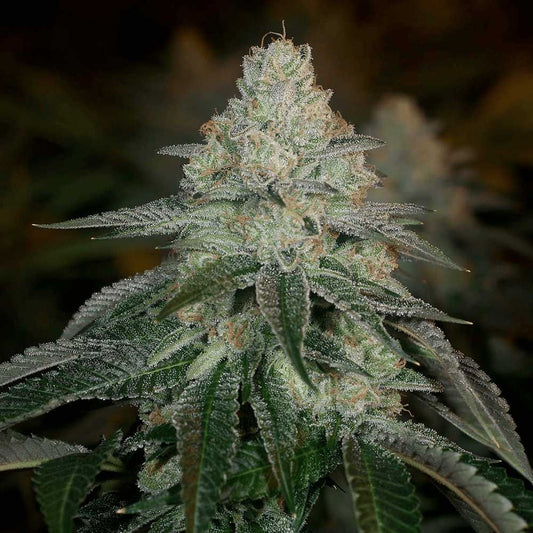 Hazmat is a hybrid created by Archive Seedbank by crossing their renowned Face Off OG with the original SkunkVA ChemDawg'91. Though frequently imitated, she has never been matched in terms of bitter intensity.