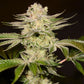 PetroChem is a hybrid of Gorilla Glue #4 and Moonbow #75 from Archive Seedbank. Each pack contains six female cannabis seeds, and depending on the phenotype, flowering dates might range from 65 to 75 days.
