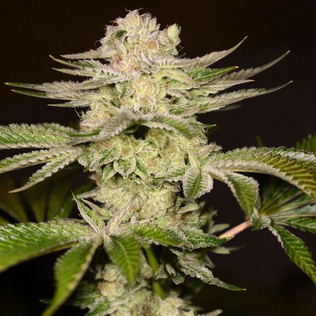 PetroChem is a hybrid of Gorilla Glue #4 and Moonbow #75 from Archive Seedbank. Each pack contains six female cannabis seeds, and depending on the phenotype, flowering dates might range from 65 to 75 days.
